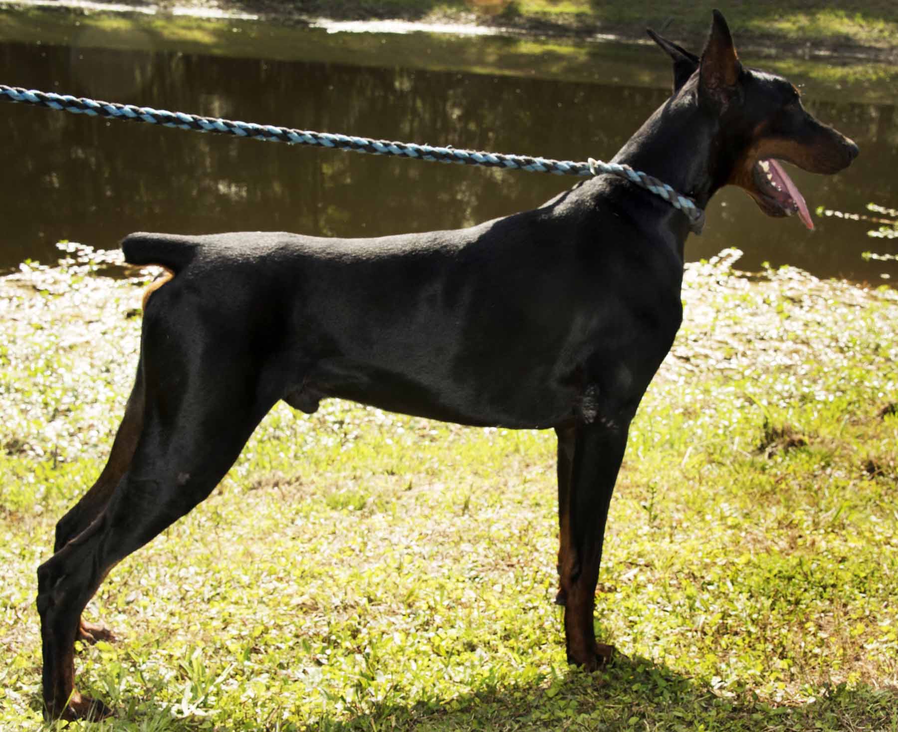 UNO2nd Di Aria Dobermans